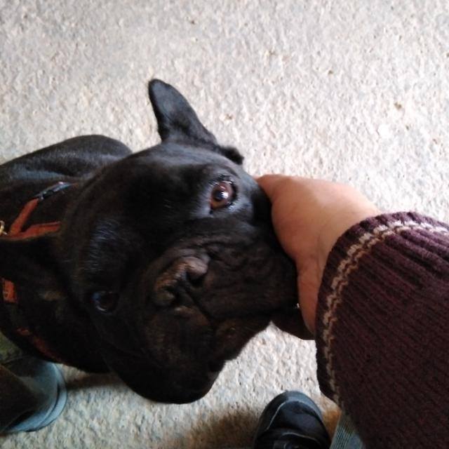 Cachorro Toy